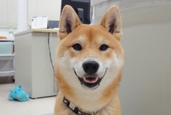 ヒーリングドッグ